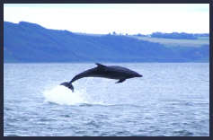 Bottlenose Dolphins can be seen from the beach nearby (This is a' local' at Channory Point)